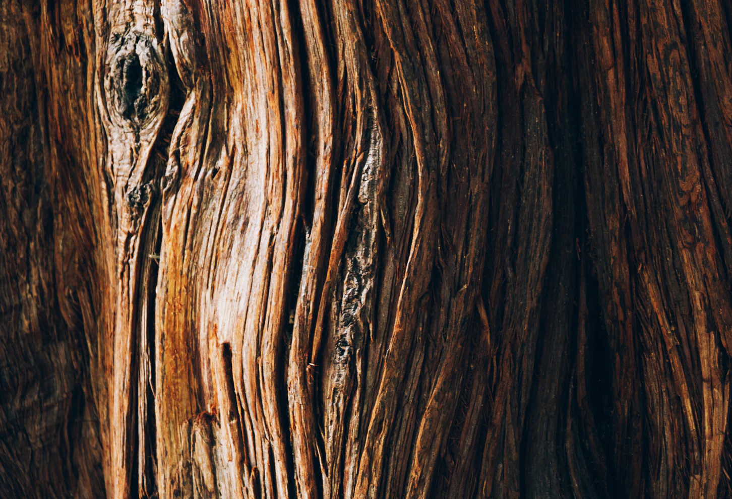 Close-up of textured wood